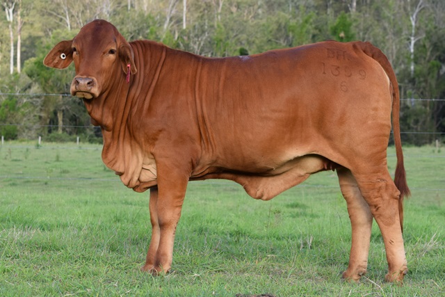 Bryvonlea Fancy Geelah